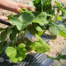 봉화농장 이미지