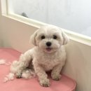 보앤벨 이미지
