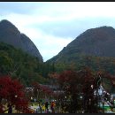 진안도야지 이미지