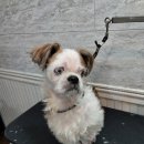 오구오구살롱 이미지