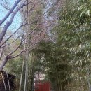 완정역 | 인천 검단 원당동 완정역 애견동반 카페 서원안길 찐 후기