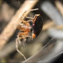 다슬기 반딧불이 이미지