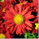 [12월 9일 탄생화] 국화(Chrysanthemum) : 고결 이미지