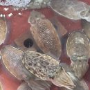 GS25 삼길포항점 이미지