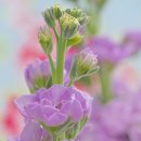 비단향꽃무 이미지