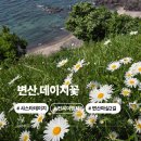 도심건강길 2길 | [전북] 변산마실2길 변산 부안 데이지꽃 위치 가는길 개화상황
