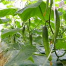 동경농장 이미지