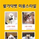 왈가닥펫 네이버블로그
