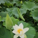 마하재활병원 | [ 거제 마하 재활병원 연꽃 단지 ]