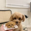 포레그스 이미지