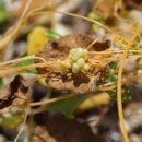 미국실새삼Cuscuta campestris Yunck. 이미지