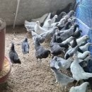 청계닭 백봉 토종닭 병아리 분양합니다 이미지