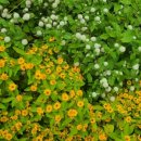 미스터트롯3 공식 카페에 응원글 남겼어요! 이미지