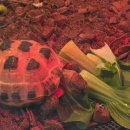 서울광남초등학교 | 서울근교 가볼만한곳 찾는다면 동네사람들 파충류샵