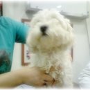 이쁜아이 Daum카페