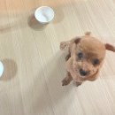 뚜뚜멍멍 이미지