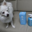 써니애견 이미지