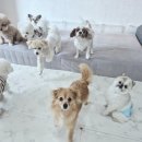 개스트룸 이미지