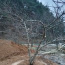 보리수 산장 이미지