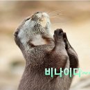 비나이다