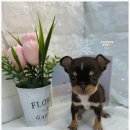 오독안심분양센터 강아지분양 고양이분양 인천점 이미지