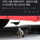 일본서 비둘기 치어죽인 택시 운전사 체포 이미지