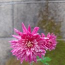 남천제방 이미지