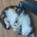 고양이 후추