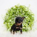 필상농장 이미지