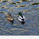 청둥오리 이미지