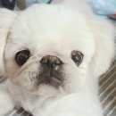 와우 동물농장 이미지