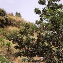 제주 천지연 담팔수 자생지 이미지