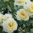 오월의여왕 이미지