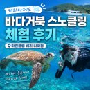 일본 오키나와 바다거북 스노클링/체험다이빙 현지업체 후기 | 케라마제도 마린클럽베리 나하점 총정리