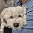 루나동물병원 | 철산 동물병원) 강아지 "루나" 건강검진 후기 (심부전, 비장결절, 만성췌장염)