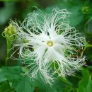 하늘타리 이미지