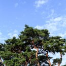 솔밭사이로 이미지