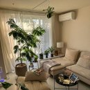 식물 인테리어 이미지