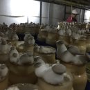 김종찬농장 이미지