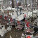 백봉춘천농장 이미지