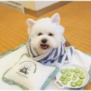 부산애견호텔 강아지 유치원 맘바이 서면본점 이미지