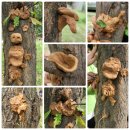 일산은행초등학교 | 우리들자연학교 10월 6일 일산은행초교 수업후기