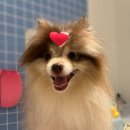 댕댕이의 품격 이미지