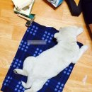 광교산동물병원 이미지