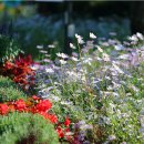 곰배령가든 이미지