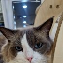 미어캣인더시티 이미지