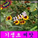 각시꽃 이미지