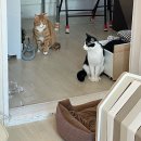 나도 오늘부터 체스왕 | 가을, 내년에 또 만나