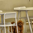 펌킨 펫하우스 서울숲 이미지