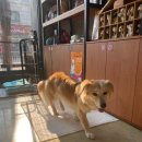 제시 펫 살롱 이미지